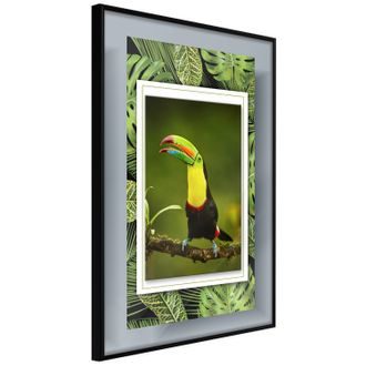 Plakát tukan - Toucan in the Frame