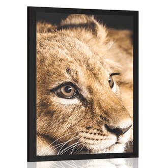 Plakat mladunče lava