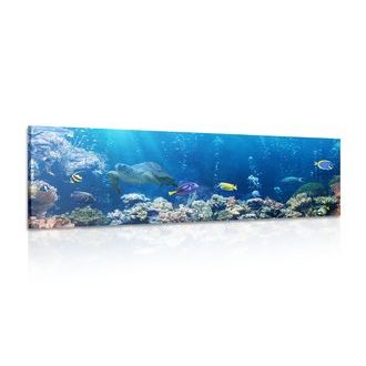 CANVAS PRINT TROPICAL FISH - PICTURES OF MARINE ANIMALS - PICTURES