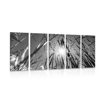 5-DÍLNÝ OBRAZ POLNÍ TRÁVA V ČERNOBÍLÉM PROVEDENÍ - ČERNOBÍLÉ OBRAZY - OBRAZY