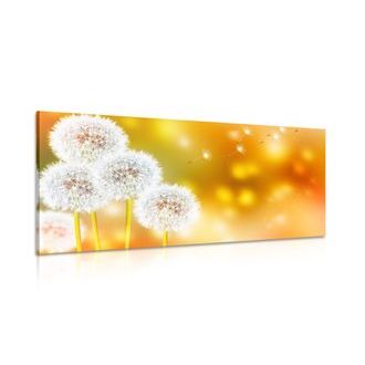 OBRAZ NADÝCHANÁ PAMPELIŠKA - OBRAZY KVĚTŮ - OBRAZY