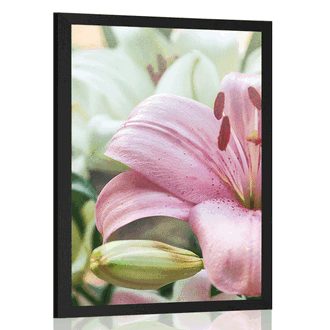 POSTER PINK LILY IN BLOOM - FLOWERS - POSTERS