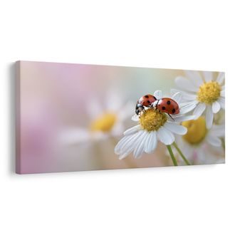 OBRAZ JARNÍ ROZKVETLÁ LOUKA - OBRAZY ZVÍŘAT - OBRAZY