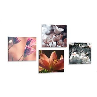 ΣΕΤ ΕΙΚΌΝΩΝ ΤΡΥΦΕΡΌΤΗΤΑ ΤΩΝ ΛΟΥΛΟΥΔΙΏΝ - ΣΎΝΟΛΟ ΠΊΝΑΚΕΣ - ΠΊΝΑΚΕΣ