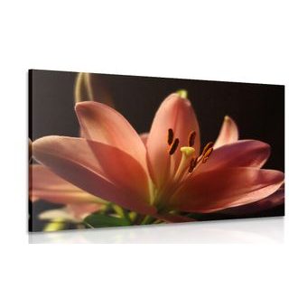 ΕΙΚΌΝΑ ΕΝΌΣ ΌΜΟΡΦΟΥ ΡΟΖ ΚΡΊΝΟΥ ΣΕ ΜΑΎΡΟ ΦΌΝΤΟ - ΠΊΝΑΚΕΣ ΑΠΌ ΛΟΥΛΟΎΔΙΑ - ΠΊΝΑΚΕΣ