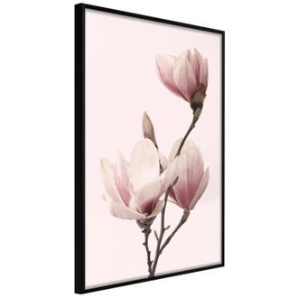Plakát jemné kvetoucí magnólie - Blooming Magnolias