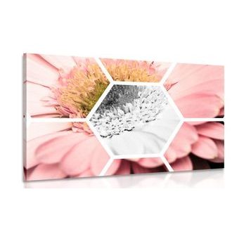 ΕΙΚΌΝΑ ΖΈΡΜΠΕΡΑΣ ΣΕ ΕΞΆΓΩΝΟ - ΠΊΝΑΚΕΣ ΑΠΌ ΛΟΥΛΟΎΔΙΑ - ΠΊΝΑΚΕΣ