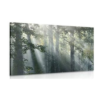 CANVAS PRINT SUN RAYS IN A FOGGY FOREST - PICTURES OF NATURE AND LANDSCAPE - PICTURES