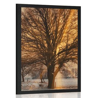 POSTER TREE IN A SNOWY LANDSCAPE - NATURE - POSTERS