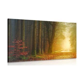 OBRAZ CESTA V LESE - OBRAZY PŘÍRODY A KRAJINY - OBRAZY