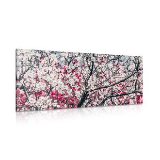 ΕΙΚΌΝΑ ΛΟΥΛΟΎΔΙΑ ΡΟΔΆΚΙΝΟΥ - ΠΊΝΑΚΕΣ ΑΠΌ ΛΟΥΛΟΎΔΙΑ - ΠΊΝΑΚΕΣ