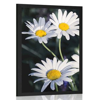 POSTER DAISIES IN THE GARDEN - FLOWERS - POSTERS