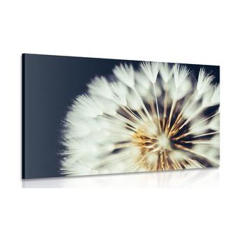 OBRAZ PAMPELIŠKA NA TMAVÉM POZADÍ - OBRAZY KVĚTŮ - OBRAZY