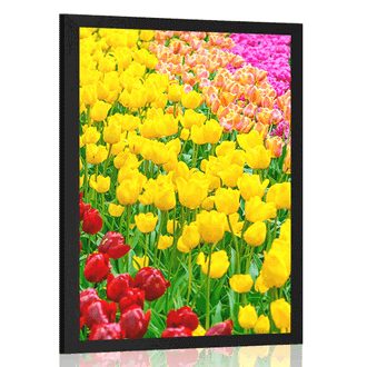 POSTER – GIARDINO PIENO DI TULIPANI - FIORI - POSTER