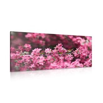 ΕΙΚΌΝΑ ΛΕΠΤΟΜΕΡΏΣ ΆΝΘΗ ΚΕΡΑΣΙΆΣ - ΠΊΝΑΚΕΣ ΑΠΌ ΛΟΥΛΟΎΔΙΑ - ΠΊΝΑΚΕΣ