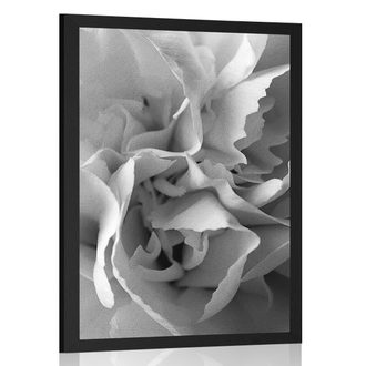 POSTER CARNATION PETALS IN BLACK AND WHITE - BLACK AND WHITE - POSTERS