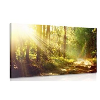 Wandbild Sonnenstrahlen im Wald