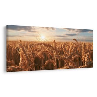 OBRAZ LETNÍ POLE POD VEČERNÍM NEBEM - PICTURES OF FIELDS AND MEADOWS - PICTURES