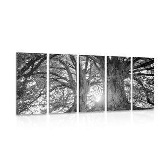 5-DÍLNÝ OBRAZ ČERNOBÍLÉ MAJESTÁTNÍ STROMY - ČERNOBÍLÉ OBRAZY - OBRAZY
