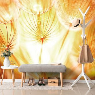 CARTA DA PARATI AUTOADESIVA – DENTE DI LEONE STRAORDINARIO - CARTA DA PARATI AUTOADESIVE - CARTA DA PARATI