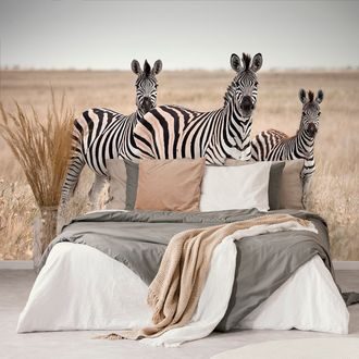 FOTOTAPETE DREI ZEBRAS IN DER SAVANNE - TAPETEN MIT TIERMOTIVEN - TAPETEN