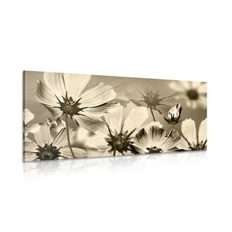 OBRAZ ZAHRADNÍ KVĚTINY V SÉPIOVÉM PROVEDENÍ - ČERNOBÍLÉ OBRAZY - OBRAZY