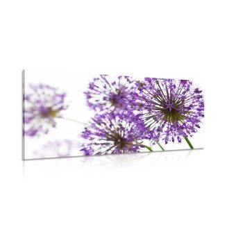 QUADRO FIORI DELL'AGLIO VIOLA CHE SBOCCIANO - QUADRI DI FIORI - QUADRI