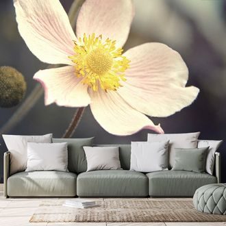 WALL MURAL DELICACY OF A FLOWER - WALLPAPERS FLOWERS - WALLPAPERS