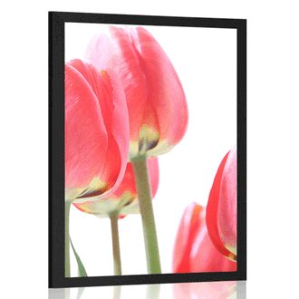 POSTER RED FIELD TULIPS - FLOWERS - POSTERS