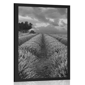 POSTER LAVANDER FIELD IN BLACK AND WHITE - BLACK AND WHITE - POSTERS