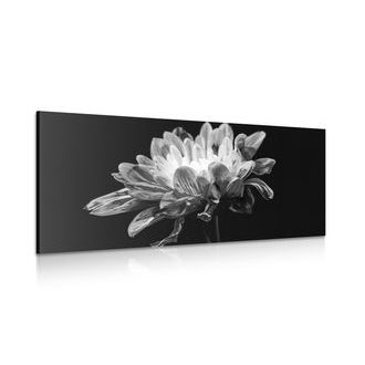 OBRAZ ČERNOBÍLÁ SEDMIKRÁSKA - ČERNOBÍLÉ OBRAZY - OBRAZY