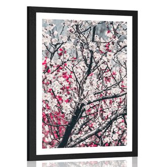 POSTER WITH MOUNT PEACH FLOWERS - FLOWERS - POSTERS