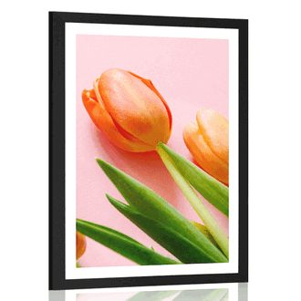 PLAKAT S PASPARTUJEM ELEGANTNI TULIPAN - ROŽE - PLAKATI