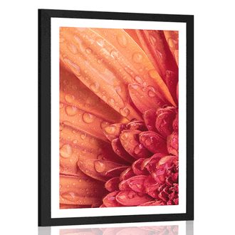 POSTER MIT PASSEPARTOUT ORANGE GERBERA MIT WASSERTROPFEN - BLUMEN - POSTER