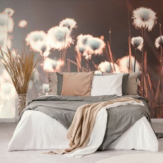 WALL MURAL COTTON GRASS - WALLPAPERS NATURE - WALLPAPERS