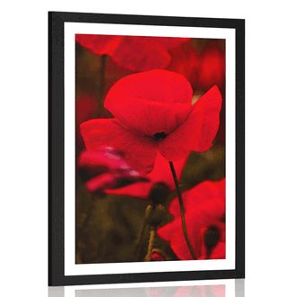 Poster with mount field of wild poppies