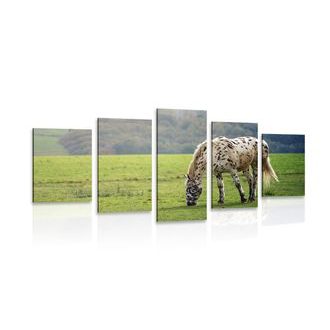 5 part picture of a horse on a meadow