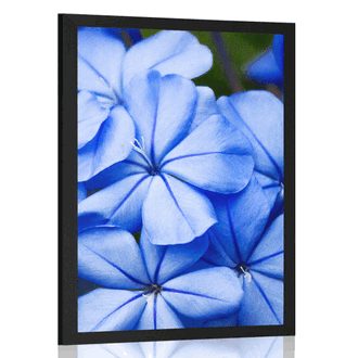 POSTER WILD BLUE FLOWERS - FLOWERS - POSTERS