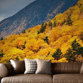 SELBSTKLEBENDE FOTOTAPETE BLICK AUF EINEN MAJESTÄTISCHEN WALD - SELBSTKLEBENDE TAPETEN - TAPETEN