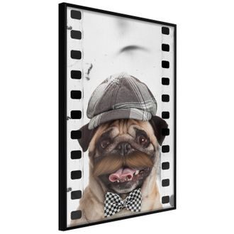 Plakát psí detektiv - Dressed Up Pug