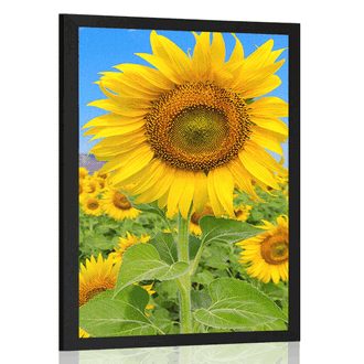 Poster Feld mit Sonnenblumen