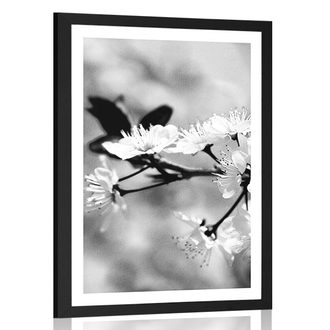 Plakat s paspartujem češnjev cvet v črnobeli varianti