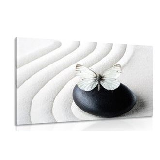 Picture of a white butterfly on a black stone