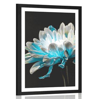 POSTER WITH MOUNT DAISY ON A BLACK BACKGROUND - FLOWERS - POSTERS