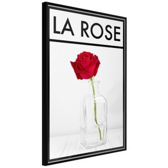 Plakát červená růže ve váze - Rose in the Vase