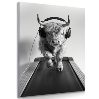 SLIKA KRAVA SA SLUŠALICAMA NA TRACI ZA TRČANJE - SLIKE BIVOLI I KRAVE - SLIKE