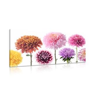 OBRAZ KVĚTINY JIŘINY V ROZMANITÉM DESIGNU - OBRAZY KVĚTŮ - OBRAZY