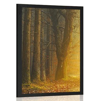 POSTER WEG IM WALD - NATUR - POSTER