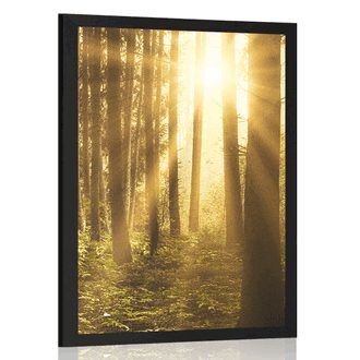 POSTER SONNENAUFGANG IM WALD - NATUR - POSTER