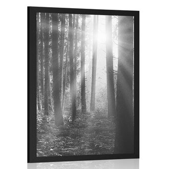 POSTER SUNRISE IN THE FOREST IN BLACK AND WHITE - BLACK AND WHITE - POSTERS